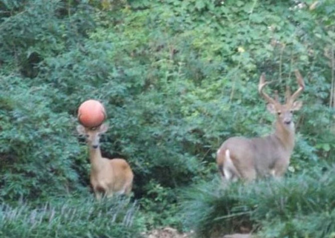 deer basketball