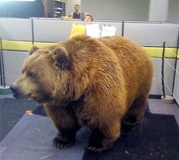 bear office