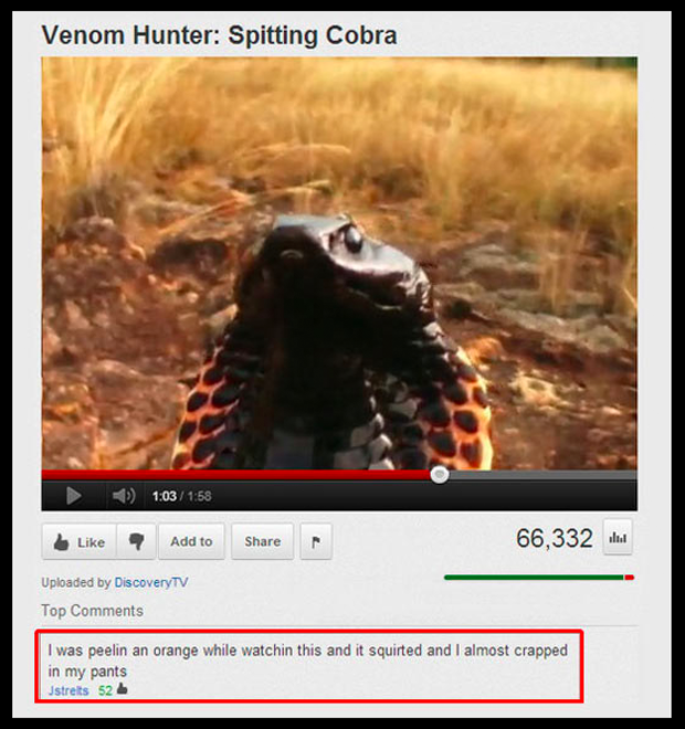 funniest comments - Venom Hunter Spitting Cobra 1031.58 9 Add to Add to 66,332 Uploaded by DiscoveryTV Top I was peelin an orange while watchin this and it squirted and I almost crapped in my pants strets