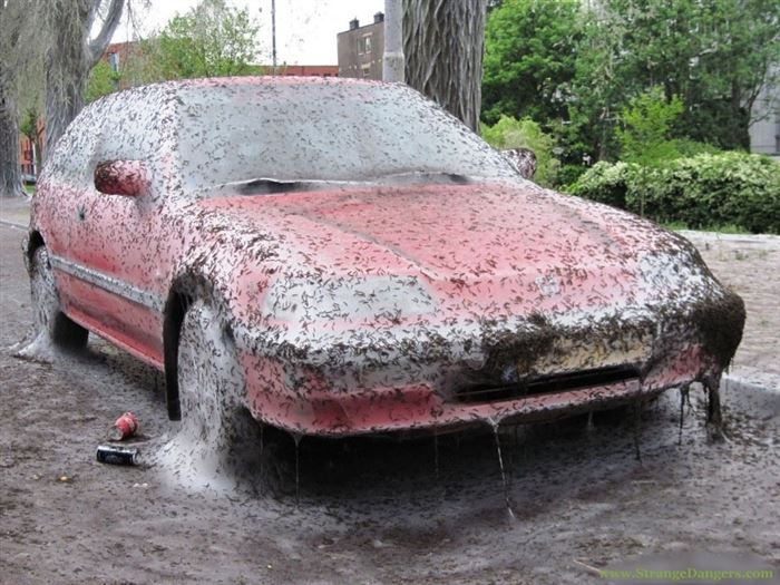 spiders on car - Tw.ShangDange.com