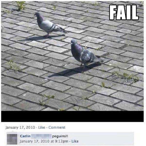 penguins pigeons facebook - Fail Comment Catlin peguins!! at pm.