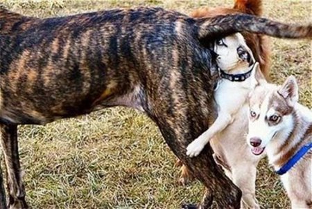 Dogs Who Want to be More than Friends