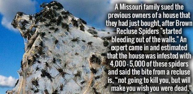 A Missouri family sued the previous owners of a house that they had just bought after Brown Recluse Spiders "started bleeding out of the walls." An expert came in and estimated that the house was infested with 4,0005,000 of these spiders and said the bite