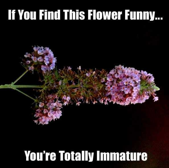 24 Things only immature people find funny