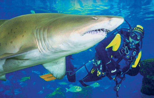 Taking a selfie with a shark