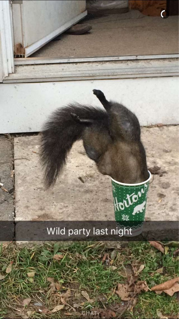 snapchat funny animal snapchats - Wild party last night
