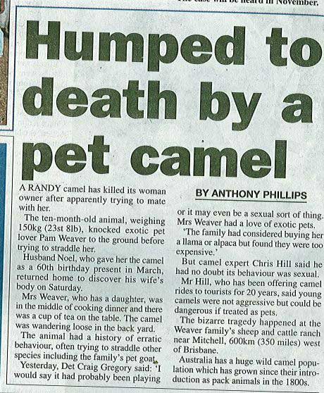 funny woman humped to death by camel - Humped to death by a pet camel A Randy camel has killed its woman By Anthony Phillips owner after apparently trying to mate with her. or it may even be a sexual sort of thing The tenmonthold animal, weighing Mrs Weav