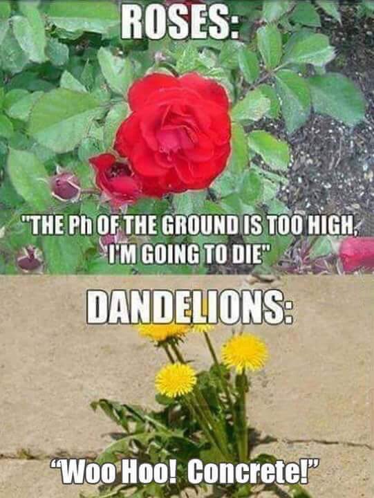 funny roses and dandelions meme - Roses "The Ph Of The Ground Is Too High, T'M Going To Die" Dandelions "Woo Hoo! Concrete!"