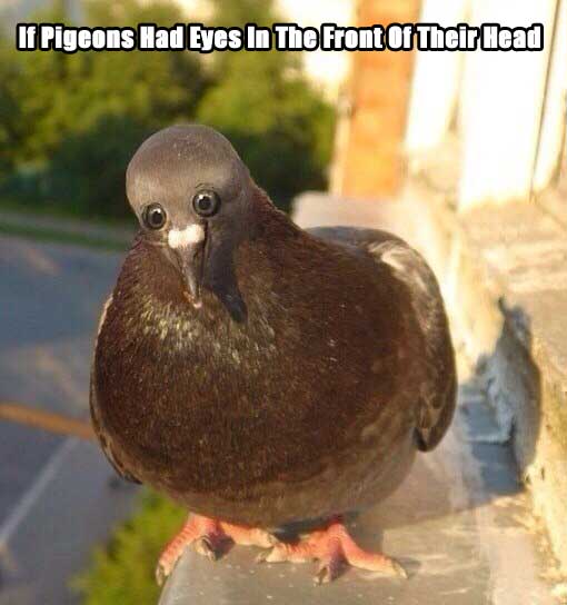 funny animals with front facing eyes - If Pigeons Had Eyes In The Front Of Their Head