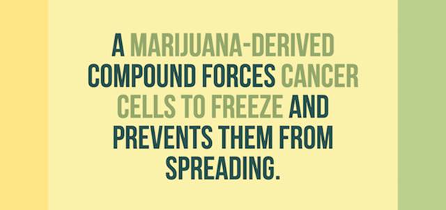 24 Interesting Facts About Weed That Will Open Your Mind
