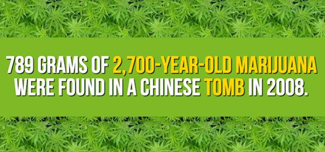 24 Interesting Facts About Weed That Will Open Your Mind