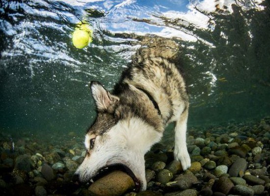 husky diving underwater