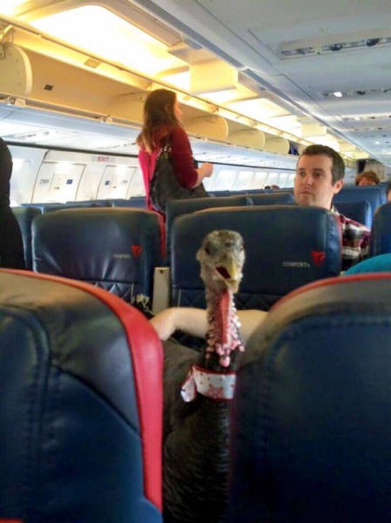 34 Jerks Giving You Reasons Not To Fly