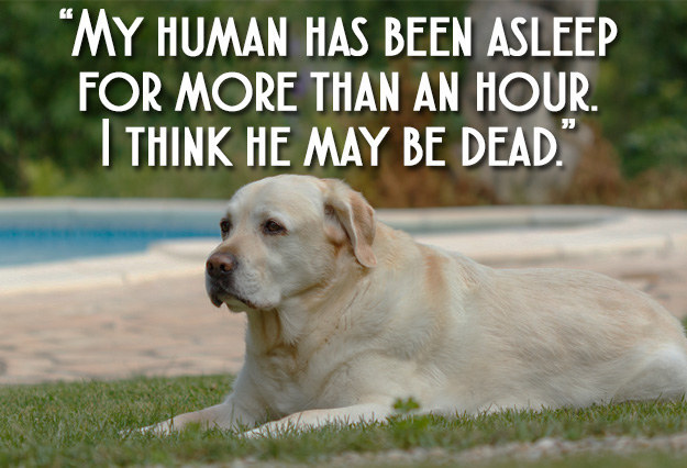 25 Dog Thoughts Your Dog Can Totally Relate To!