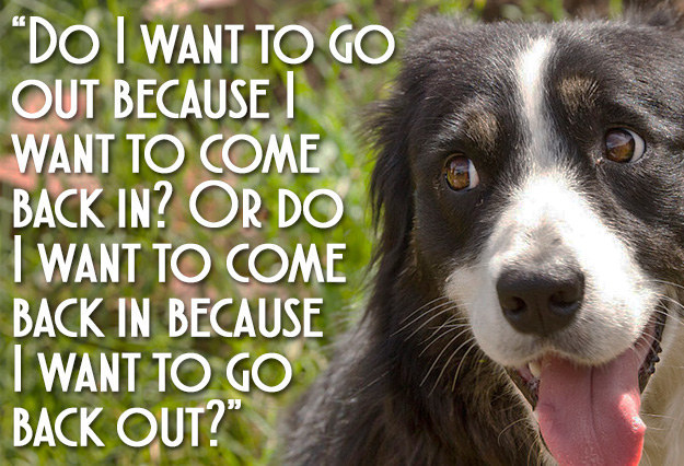 25 Dog Thoughts Your Dog Can Totally Relate To!