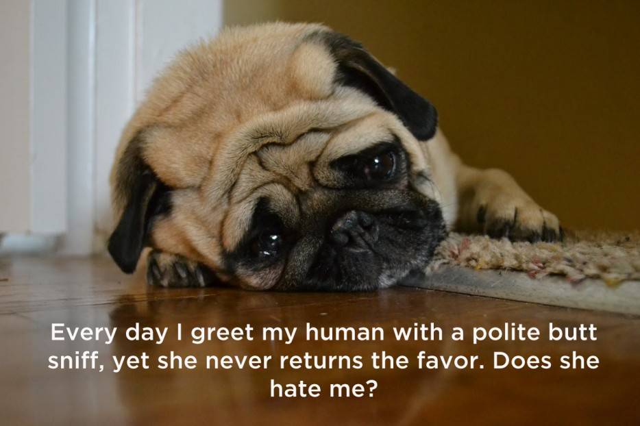 25 Dog Thoughts Your Dog Can Totally Relate To!