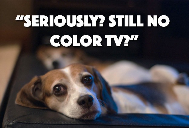 25 Dog Thoughts Your Dog Can Totally Relate To!