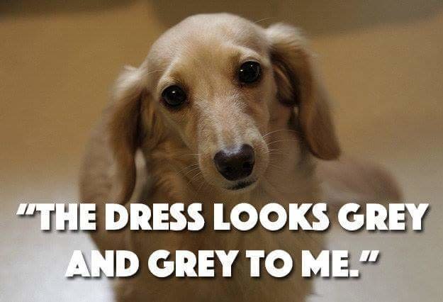 25 Dog Thoughts Your Dog Can Totally Relate To!