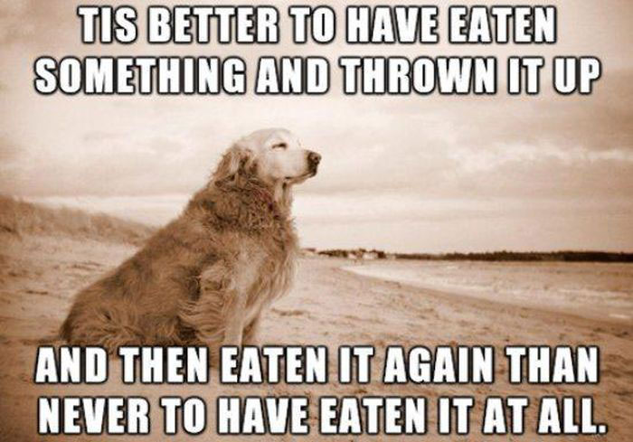 25 Dog Thoughts Your Dog Can Totally Relate To!