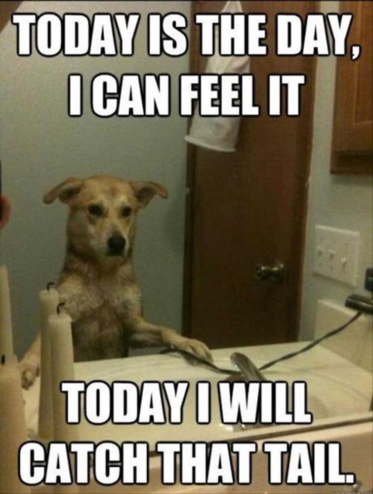 25 Dog Thoughts Your Dog Can Totally Relate To!