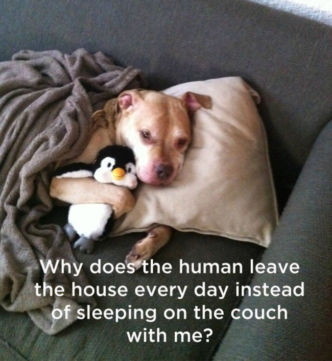 25 Dog Thoughts Your Dog Can Totally Relate To!