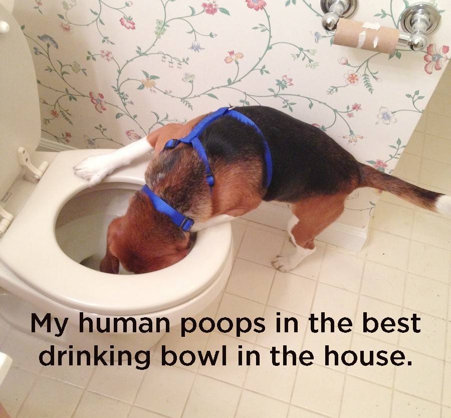 25 Dog Thoughts Your Dog Can Totally Relate To!