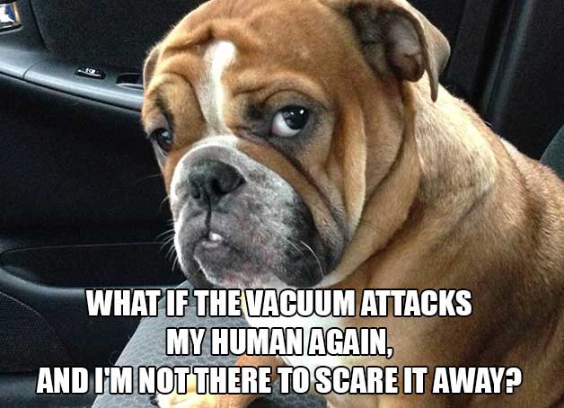 25 Dog Thoughts Your Dog Can Totally Relate To!