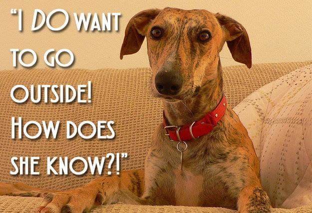 25 Dog Thoughts Your Dog Can Totally Relate To!