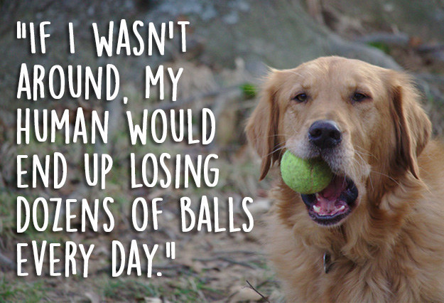 25 Dog Thoughts Your Dog Can Totally Relate To!