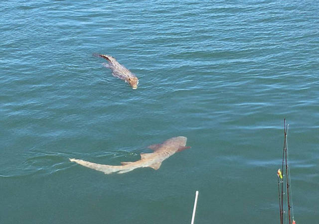 Marg and Keith Thomas decided to spend their time on their boat in the Hunter River System, at Porosus Creek, Kimberley, Western Australia. But soon they noticed two of the most dangerous predators in the vicinity approach their boat – saltwater crocodiles and lemon sharks surrounded the boat not even paying attention to each other.