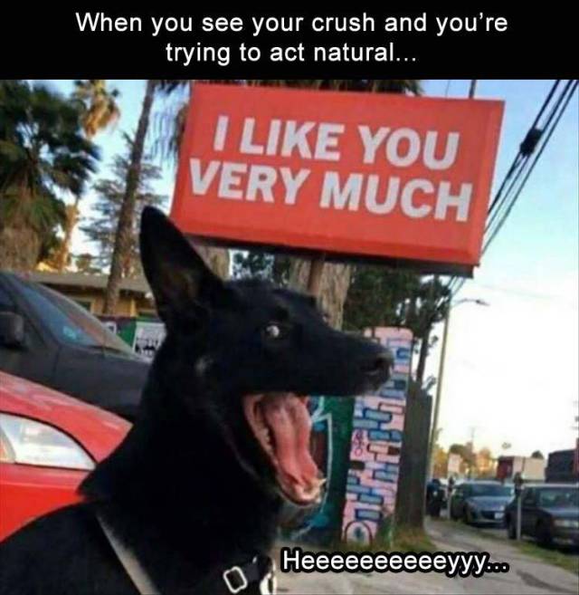 like you very much dog - When you see your crush and you're trying to act natural... I You Very Much h 1 Heeeeeeeeeeyyy...