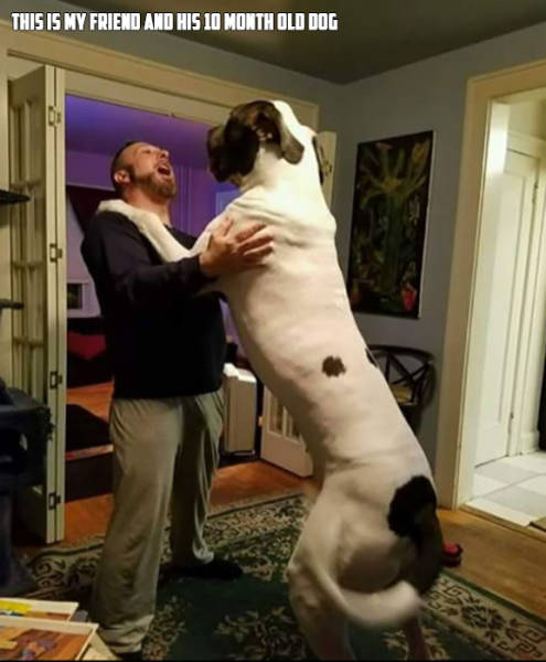 photo caption - This Is My Friend And His 10 Month Old Dog