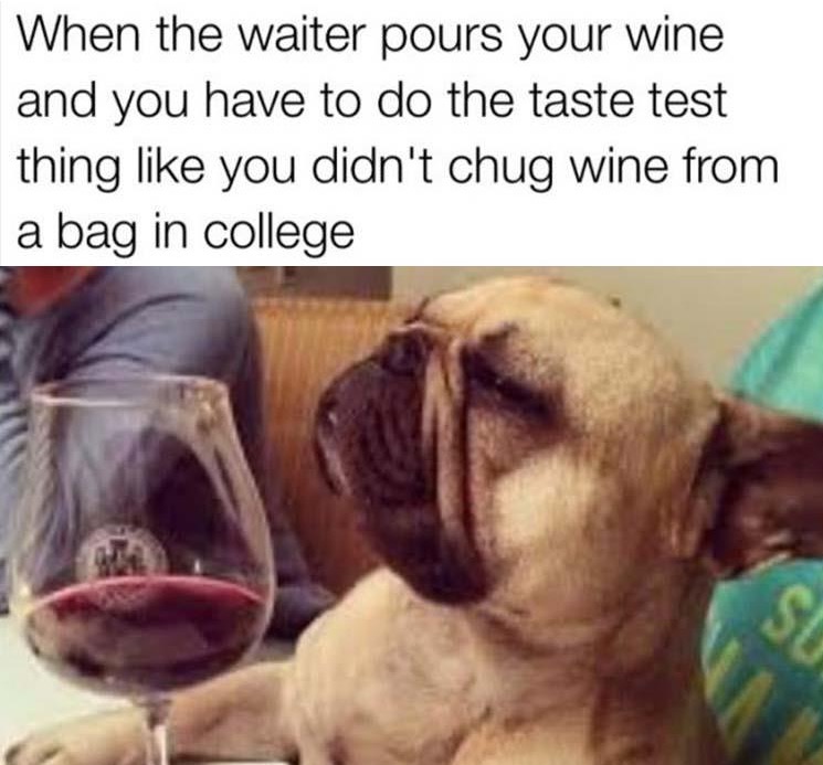 Picture of a dog drinking whine all sophisticated with caption joking about how you act like you care about the wine but you used to just drink it out of a bag in college.