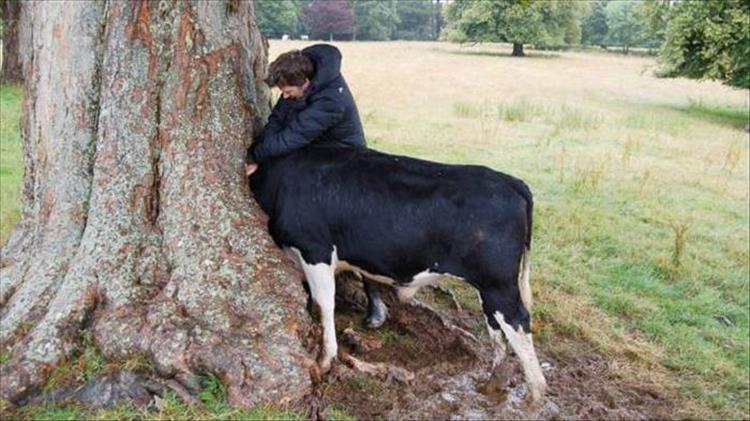 Funny picture of a cow with its head stuck in a tree.