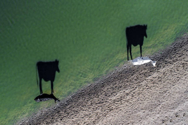 Two Moo, South Africa