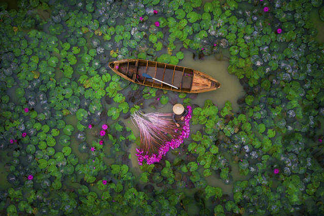 Waterlily, Vietnam