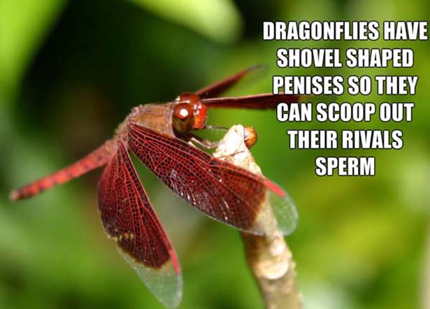 weird disturbing facts - Dragonflies Have Shovel Shaped Penises So They Can Scoop Out Their Rivals Sperm
