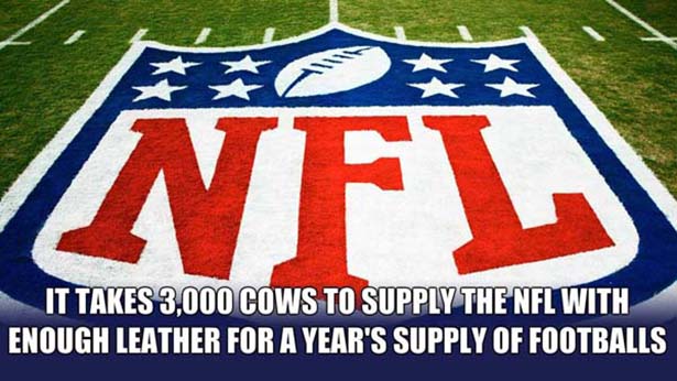 nfl hd - Nfl It Takes 3,000 Cows To Supply The Nfl With Enough Leather For A Year'S Supply Of Footballs