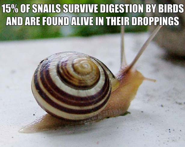did you know gross facts - 15% Of Snails Survive Digestion By Birds And Are Foundalive In Their Droppings