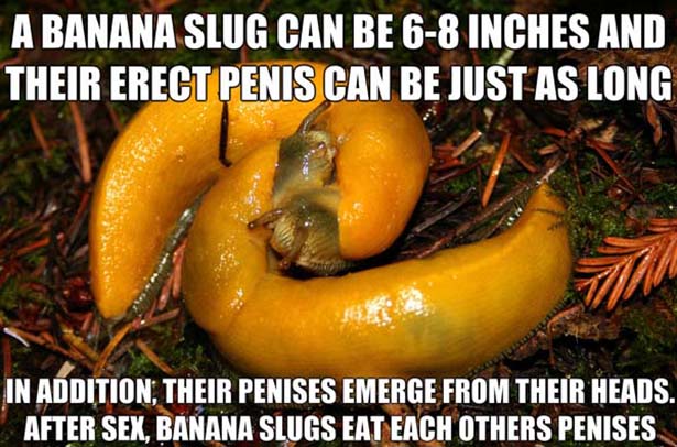 gross facts - A Banana Slug Can Be 68 Inches And Their Erect Penis Can Be Just As Long In Addition, Their Penises Emerge From Their Heads. After Sex, Banana Slugs Eat Each Others Penises