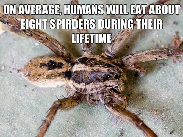 gross but interesting facts - On Average, Humans Will Eat About Re Eight Spirders During Their Lifetime