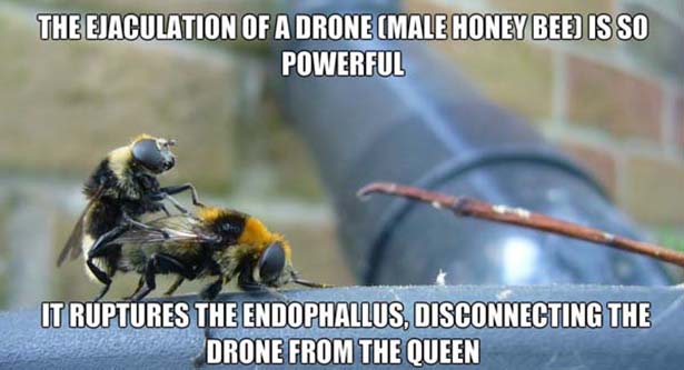 horrifying facts - The Ejaculation Of A Drone Male Honey Bee Is So Powerful It Ruptures The Endophallus, Disconnecting The Drone From The Queen