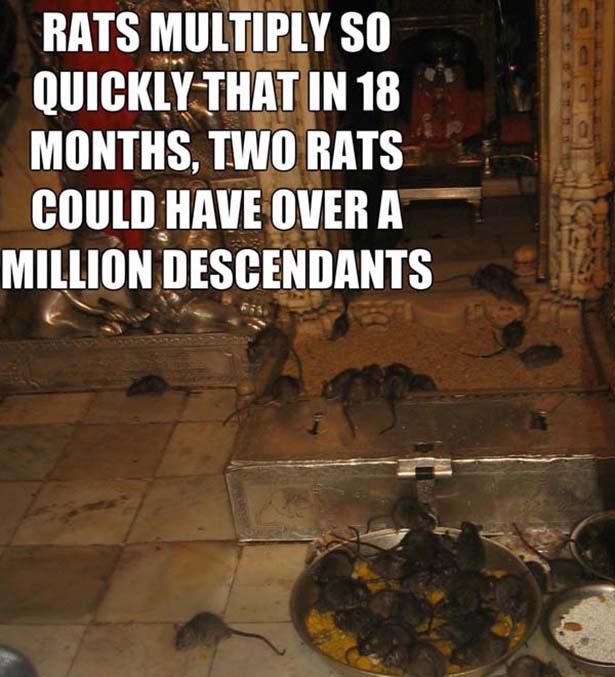 most disturbing facts - Rats Multiply So Quickly That In 18 Months, Two Rats Could Have Over A Million Descendants
