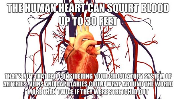 weird disturbing facts - The Human Heart Can Squirt Blood 3 Up To 30 Feet Ww Thats Not That Far Considering Your Circulatory System Of Arteries Veins An Capillaries Could Wrap Around The World Fmore Than Twice If They Were Stretched Out