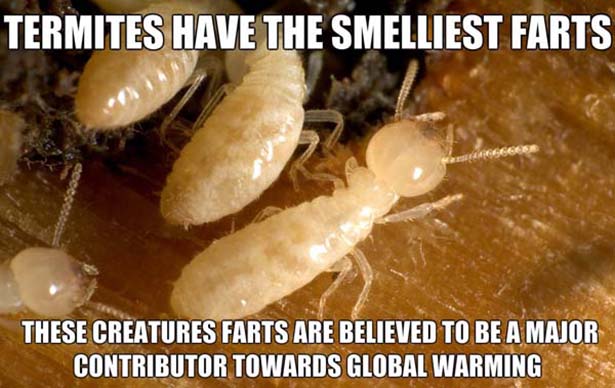 termites look like - Termites Have The Smelliest Farts These Creatures Farts Are Believed To Be A Major Contributor Towards Global Warming