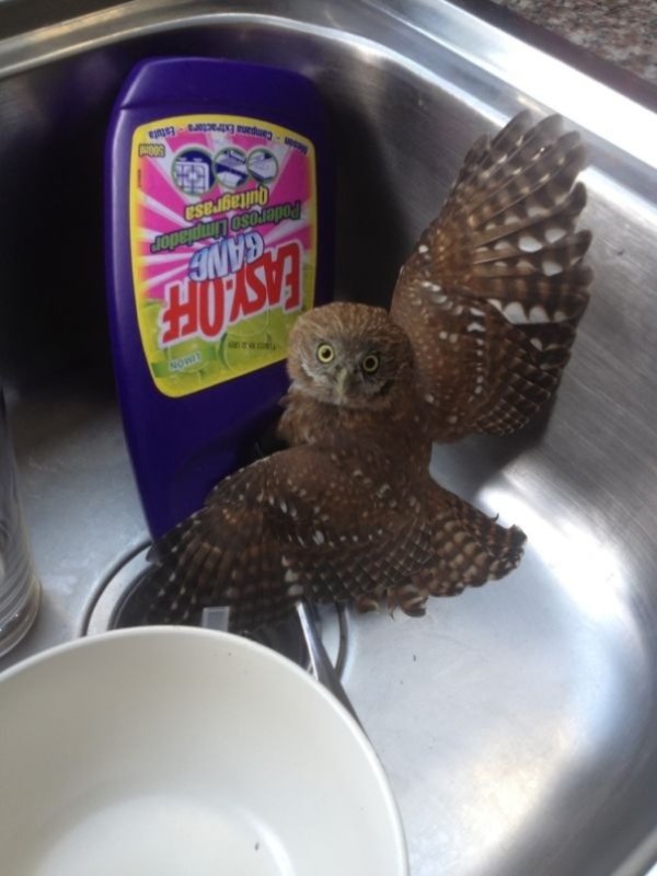 “Woke up this morning and went to the kitchen to find a baby owl.”