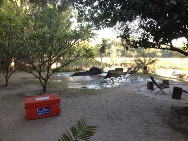 “My aunt and uncle own a backpackers/bar in Africa and woke up today to find this visitor in the pool..”