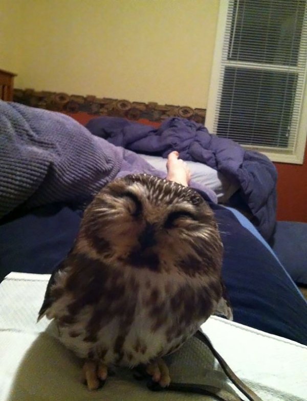 “My friend works at a bird of prey rehabilitation center. This morning she woke up with this cutie on her chest.”