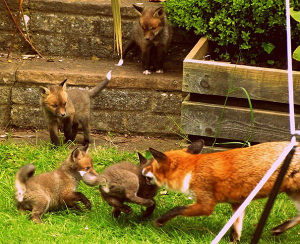 “Woke up to see these, a fox and his cubs playing in my garden.”