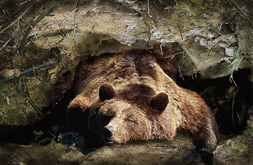 Metabolism in the large hibernators of the bear family have remained unknown because of technical limitations